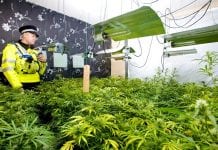 UK Police Have Officially Softened Their Approach to Cannabis Users