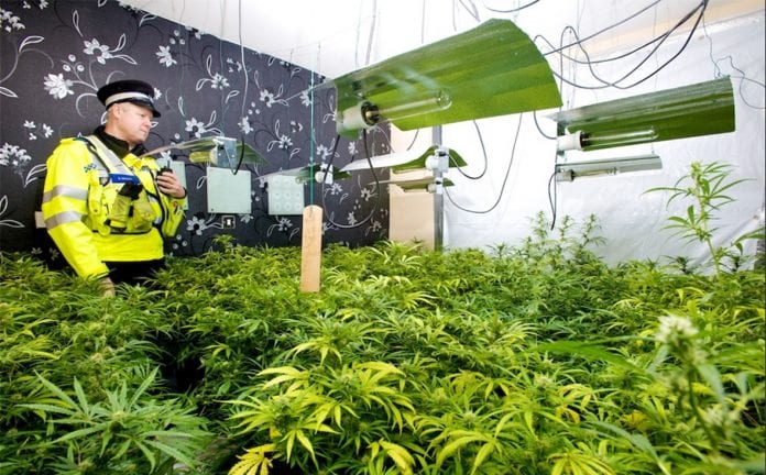 Cannabis Legalisation in the UK