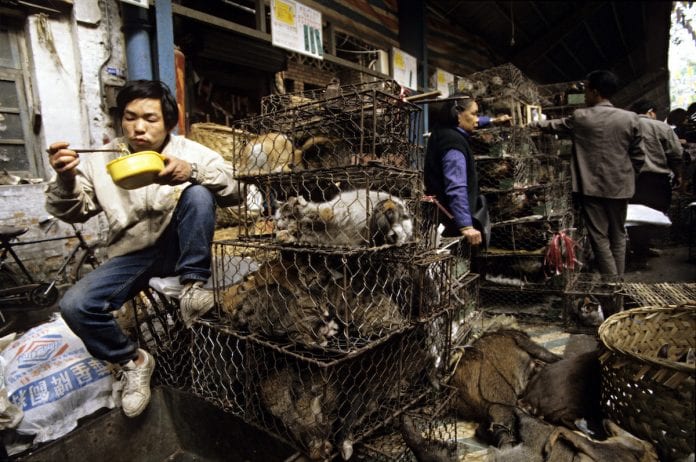 Animals sold for food in China