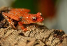 UN Agreement Aims To Restore Global Biodiversity, but Is It Enough?